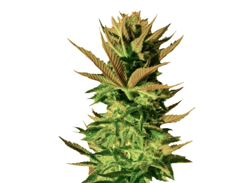 Сорт B. Lee Auto (Kickass Auto) от Kannabia Seeds B. Lee Auto (Kickass Auto) - мощный автик несмотря на цифры