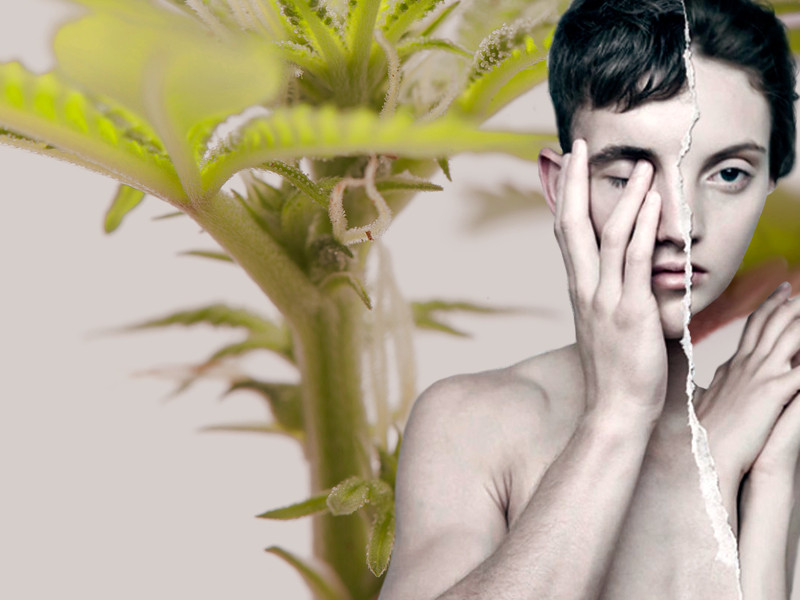 Марихуана гермафродит Конопля гермик