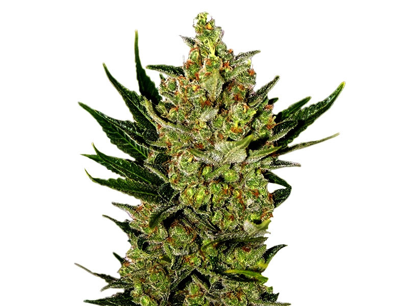 Blue Cheese Auto имеет отличный иммунитет и удивительный аромат сыра Автоцветущая версия конопли сорта Голубой Сыр