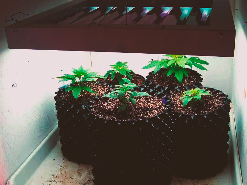 Air-Pot для конопли Конопля в умных горшках