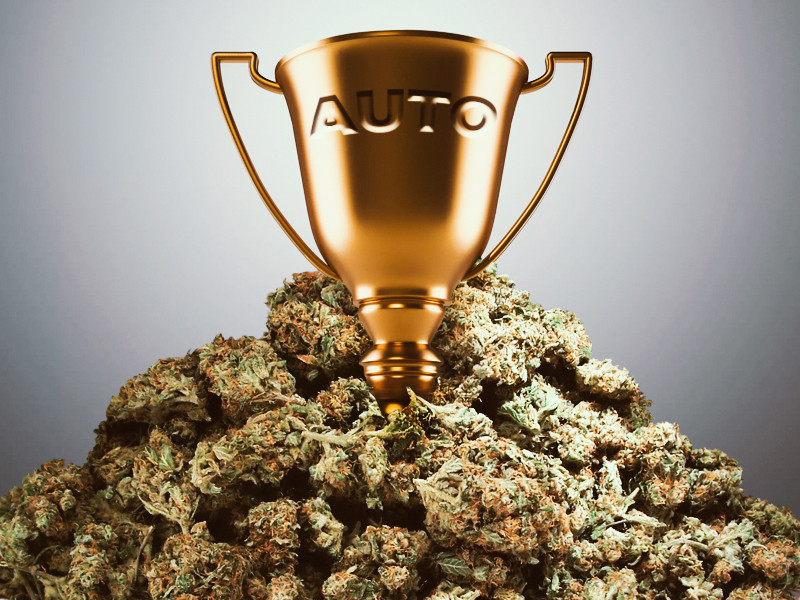 Лучшие представители автоцветуйщей конопли Лидеры автоцветов