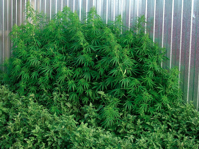 Положительные качества рудералиса Польза от рудералиса