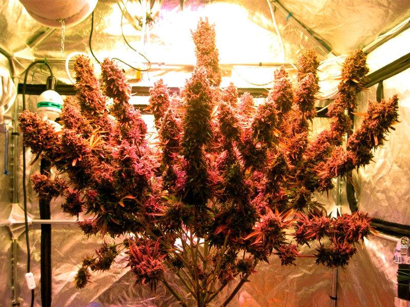 Дома можно вырастить большие бошки Выращивание конопли в индоре