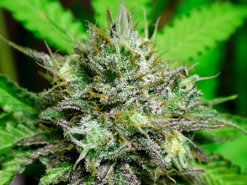 Освежающий эффект сативы Лучший сативный сорт конопли против перегрева
