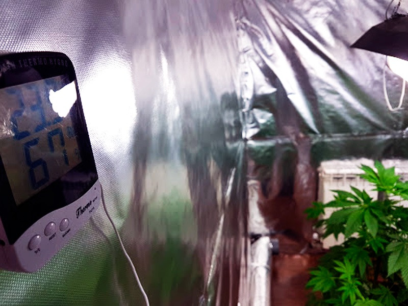 Температура марихуаны на вегетативном периоде Температура конопли на веге