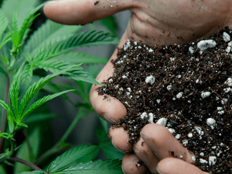 Какая доза удобрений и PPM подходит для питательного раствора при выращивании марихуаны PPM и регулирование дозы удобрений для марихуаны