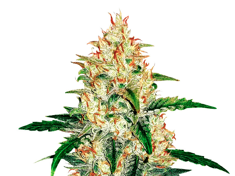 Сорт Zkittlez Auto от Cali Buds Seeds Zkittlez Auto