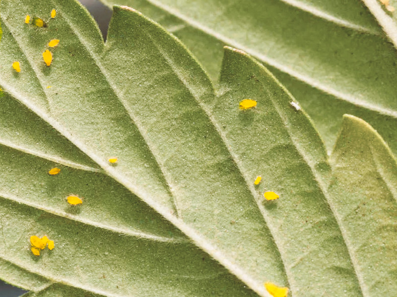 Трипсы - распространенный паразит на конопле Трипсы