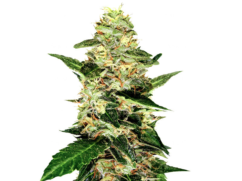Auto Super Skunk fem - отличная автоцветущая конопля Автоцветущий Супер Сканк