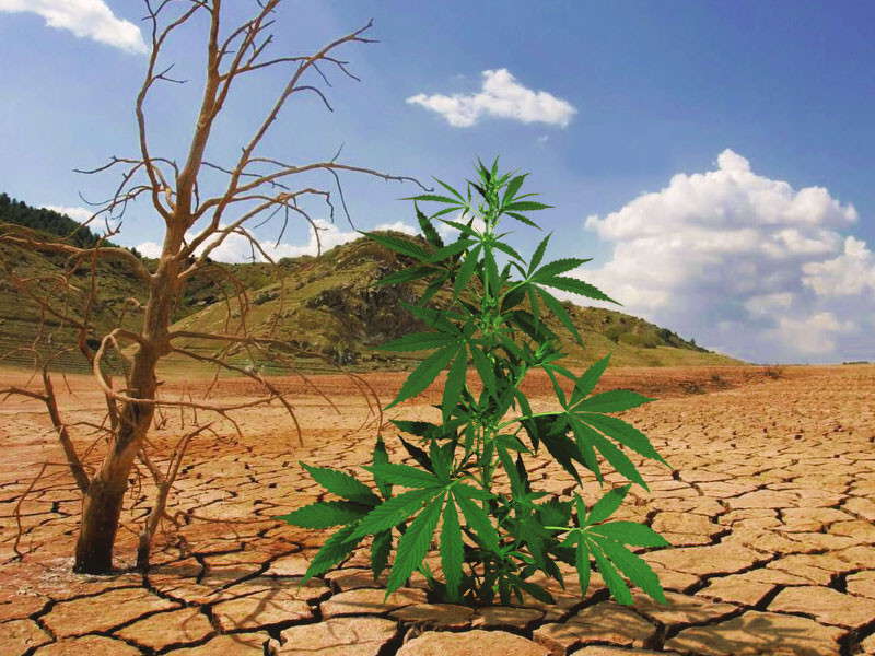 Неприхотливая конопля растет в суровых условиях Хороший сорт конопли