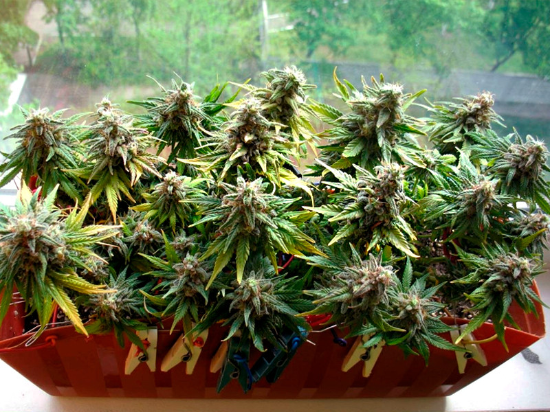 Хороший пример выращивания конопли на подоконнике Конопля на подоконнике