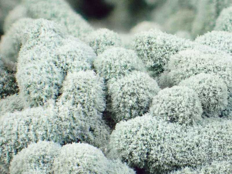 Симбиоз триходермы и конопли Грибы триходерма и конопля