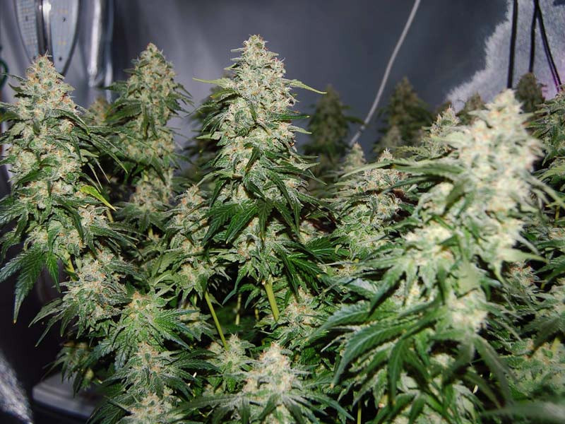 Индика - эффект против жары Сорт конопли против жары