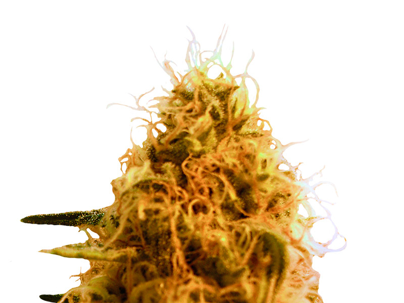 Mango Mist Shake fem от KFC Seeds Mango Mist Shake