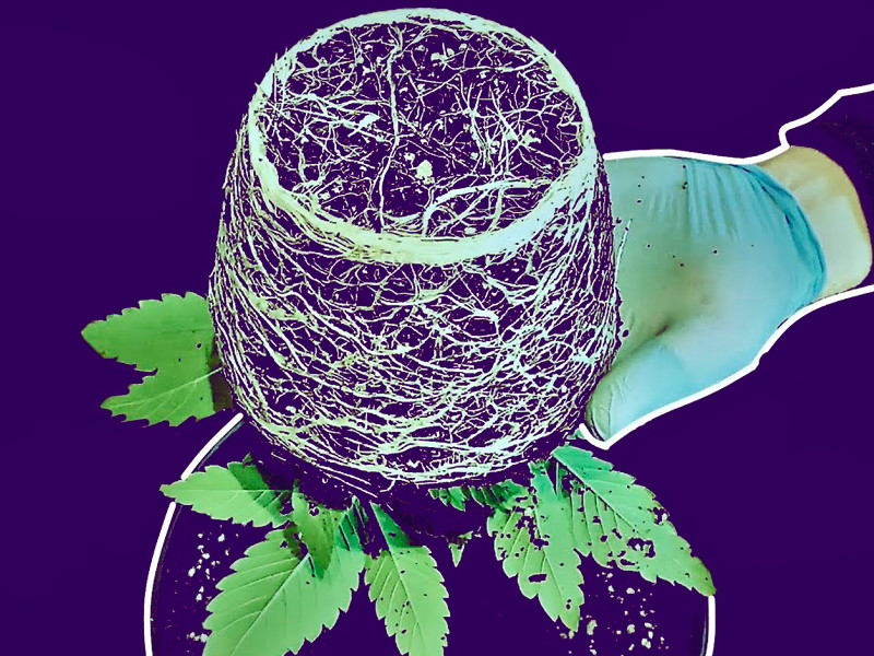 Переверните коноплю и выньте поддерживая кустик ладонью Правильный способ пересадить коноплю