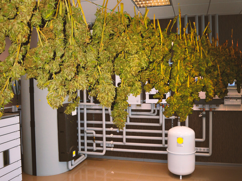 В бойлерной можно быстро просушить коноплю Сушка конопли в бойлерной