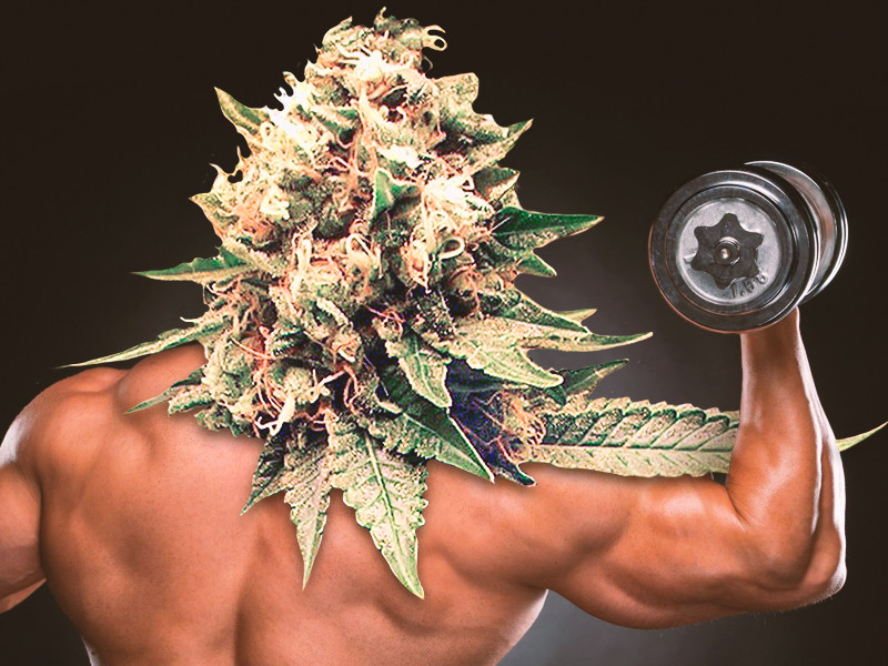 Мощный автоцвет Сильные автоцветы