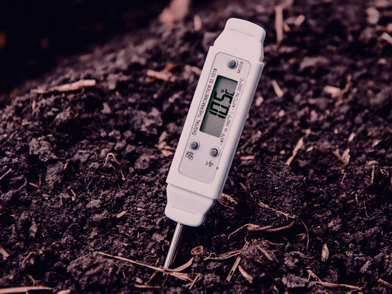 Температура грунта для выращивания каннабиса Температура земли для выращивания конопли