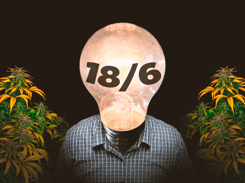 Для автоцветущей конопли режим освещения 18/6 18/6 постоянный режим освещения для автоцветов конопли
