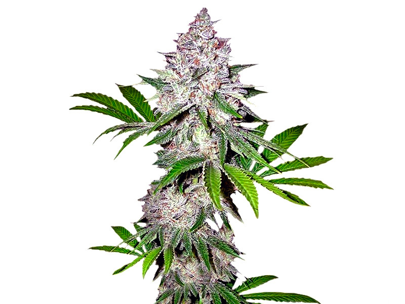 Californian Snow Auto от FastBuds Californian Snow Auto