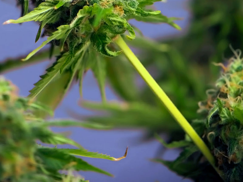 Колы - боковые ветки на которых растут бошки Кола конопли