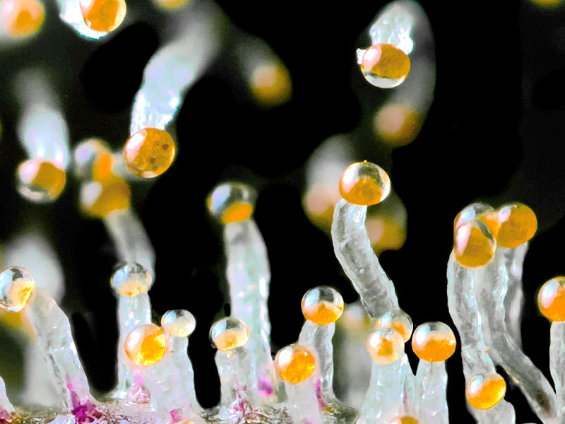 Проверяйте трихомы на зрелость перед харвестом Время харвеста определяют по цвету трихом