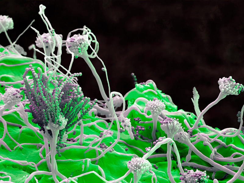 Виды плесени живущей на конопле Виды плесени обитающей на конопле