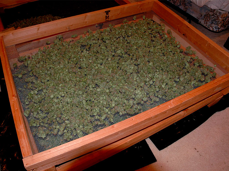 Высокоскоростная пролечка конопли Пролечка каннабиса с высокой скоростью