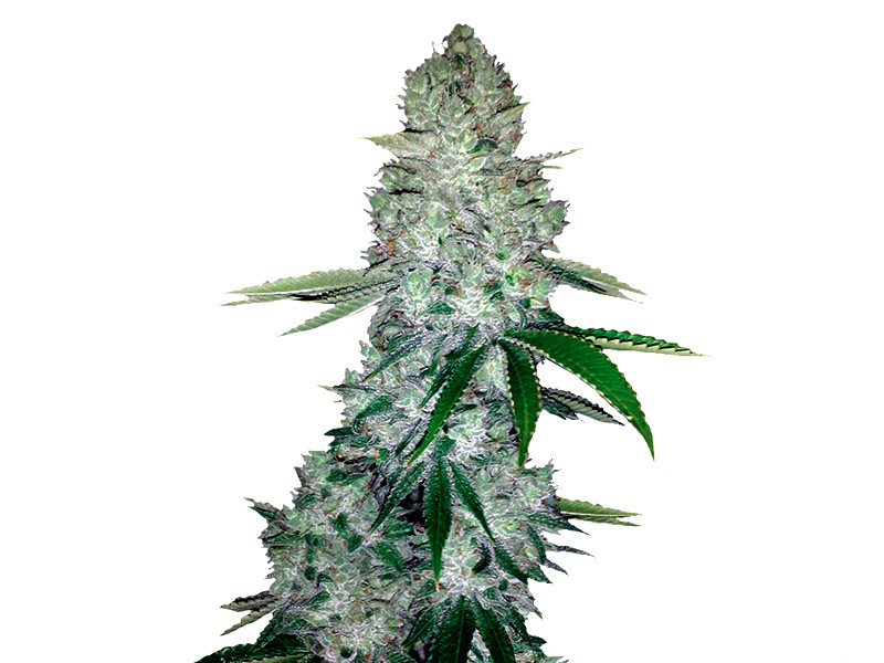 Gorilla Glue Auto от FastBuds Gorilla Glue Auto