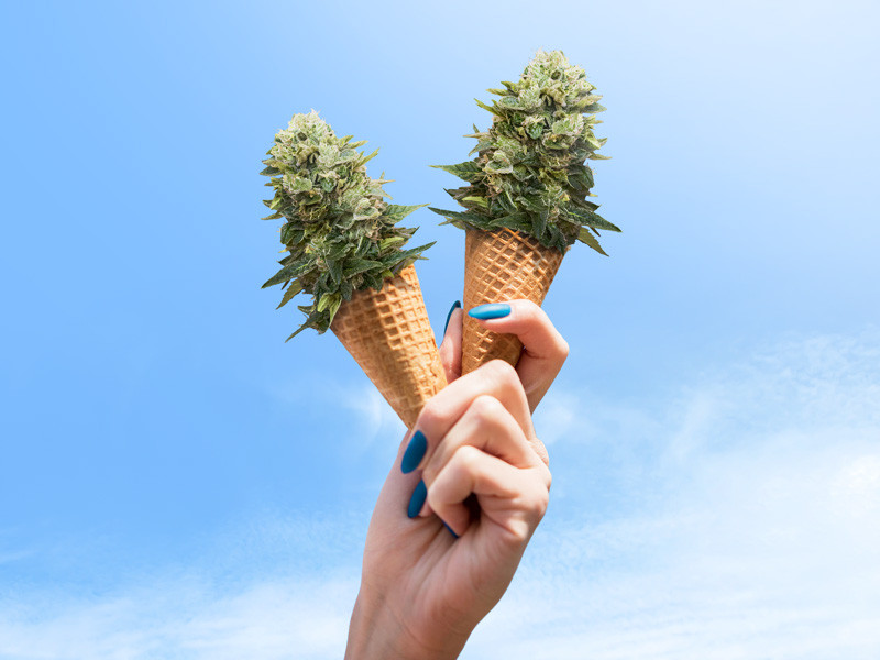 Самая свежая конопля Охлаждающие действия марихуаны