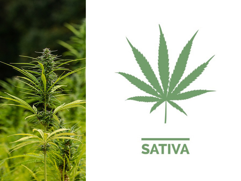 Как выглядит посевная конопля Способы распознать посевную коноплю