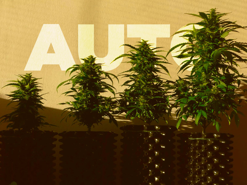 Информация по выращиванию автоцветущей конопли Автоцветущая конопля в умных горшках