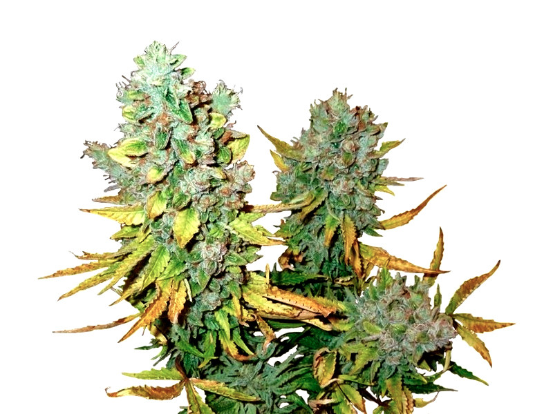 Сорт Cream Caramel Auto от Sweet Seeds Cream Caramel Auto - автоцветущая и прущая карамель