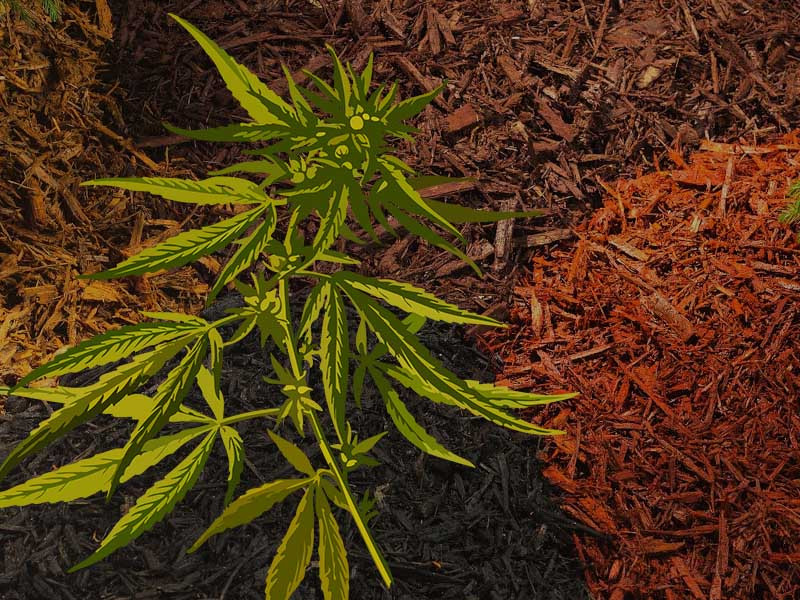 Что такое мульча и как она помогает в выращивании конопли Каннабис и мульча