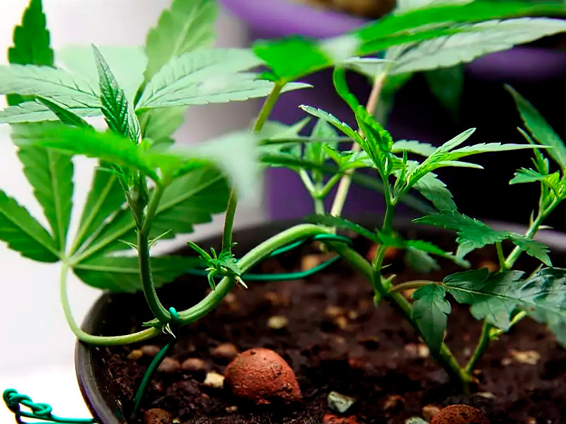 Поэтапное пригибание ствола конопли для равномерного получения света Пригибание стебля конопли