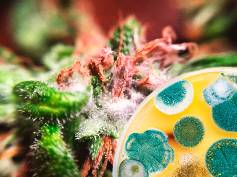 Плесневые грибки и конопля Плесень на конопле