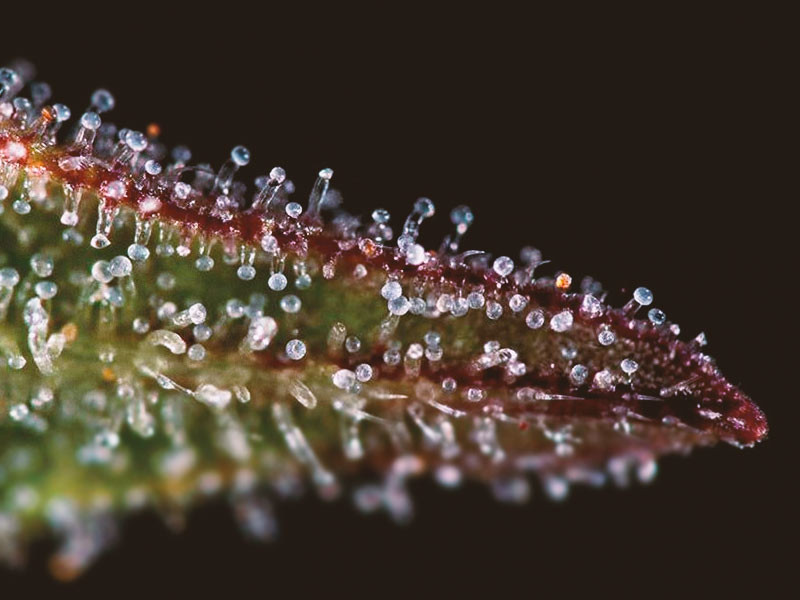 Трихомы конопли перед сбором урожая Трихомы конопли перед харвестом