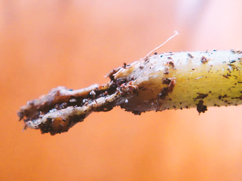 Черная ножка повреждает корни конопли Корнеед