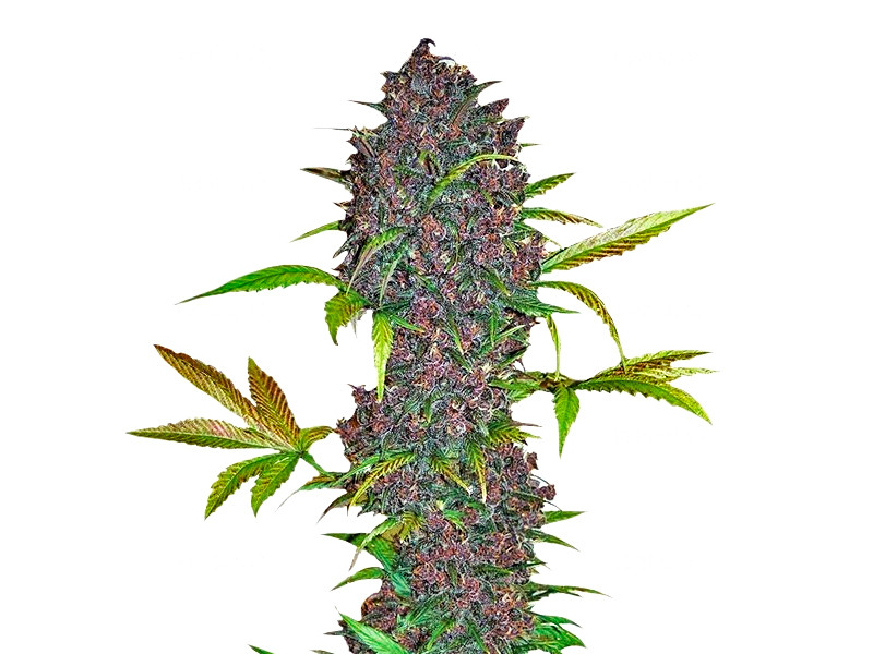 Сорт LSD-25 auto от FastBuds LSD-25 auto fem