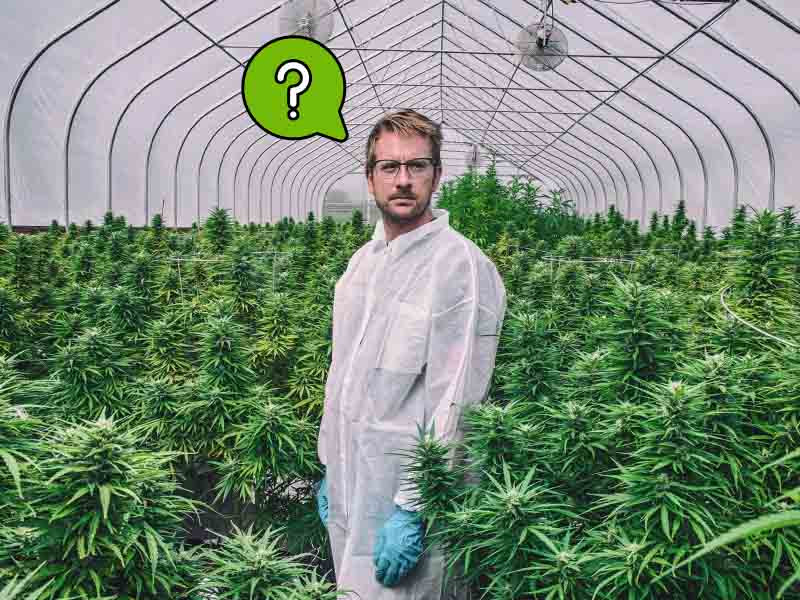 Как пересадить каннабис с минимальным стрессом для куста Правильный метод пересадки конопли