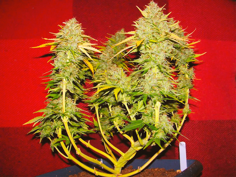 Компактный и урожайный автик после техники LST Бошки конопли перед харвестом после техники LST