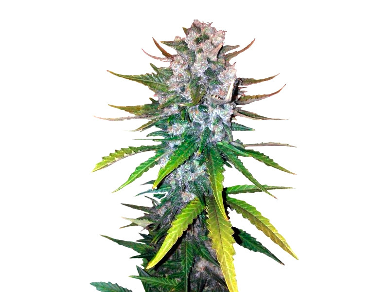Сорт + Speed Auto от Sweet Seeds + Speed Auto fem