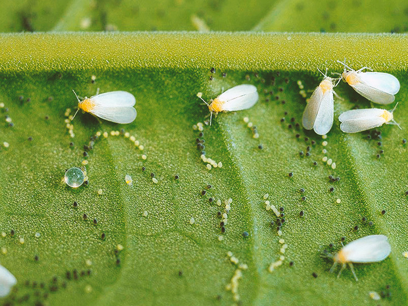 Белокрылка паразитирует на конопле Белокрылка