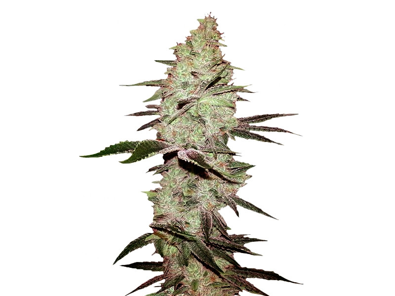 Сорт Six Shooter Auto от FastBuds Six Shooter Auto fem
