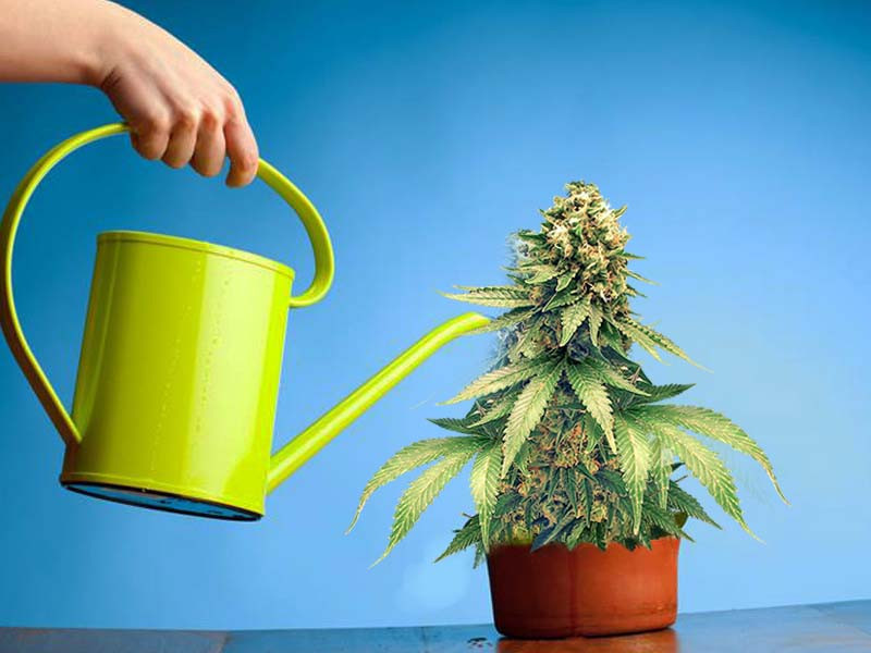 Какой уход нужен марихуане после пересадки Уход за марихуаной после пересадки