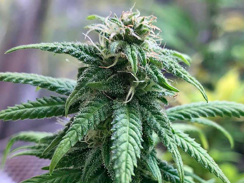 Цитрусовый сорт каннабиса Сорт каннабиса побеждает жару