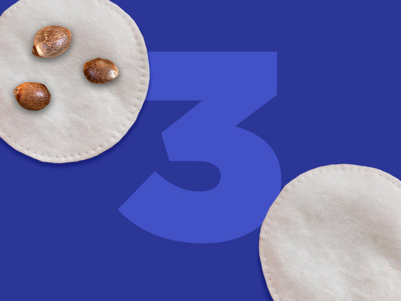 Промоченные семена конопли переложите на ватный тампон Промоченные в воде семена конопли проращиваются на ватном тампоне