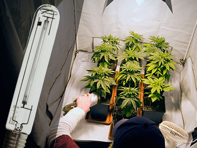 Выбираем подходящую ДНаТ лампу для выращивания марихуаны Выбор подходящей ДНаТ лампы для конопли