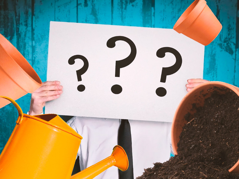 Частые вопросы по пересадке конопли Частые вопросы о пересадки конопли