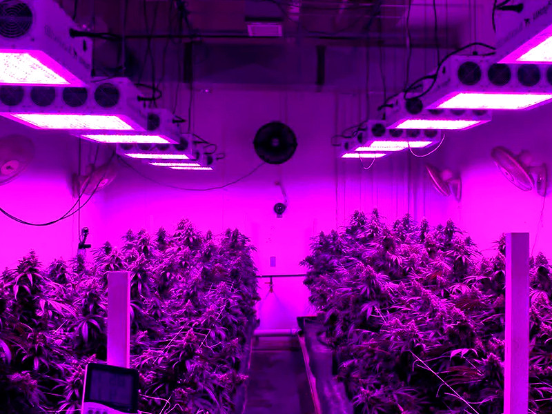Диодное освещение - будущее света в коноплеводстве Диодные лампы для эффективного выращивания марихуаны